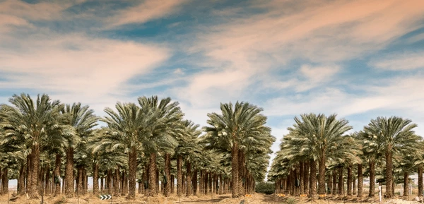 Date palms and crops