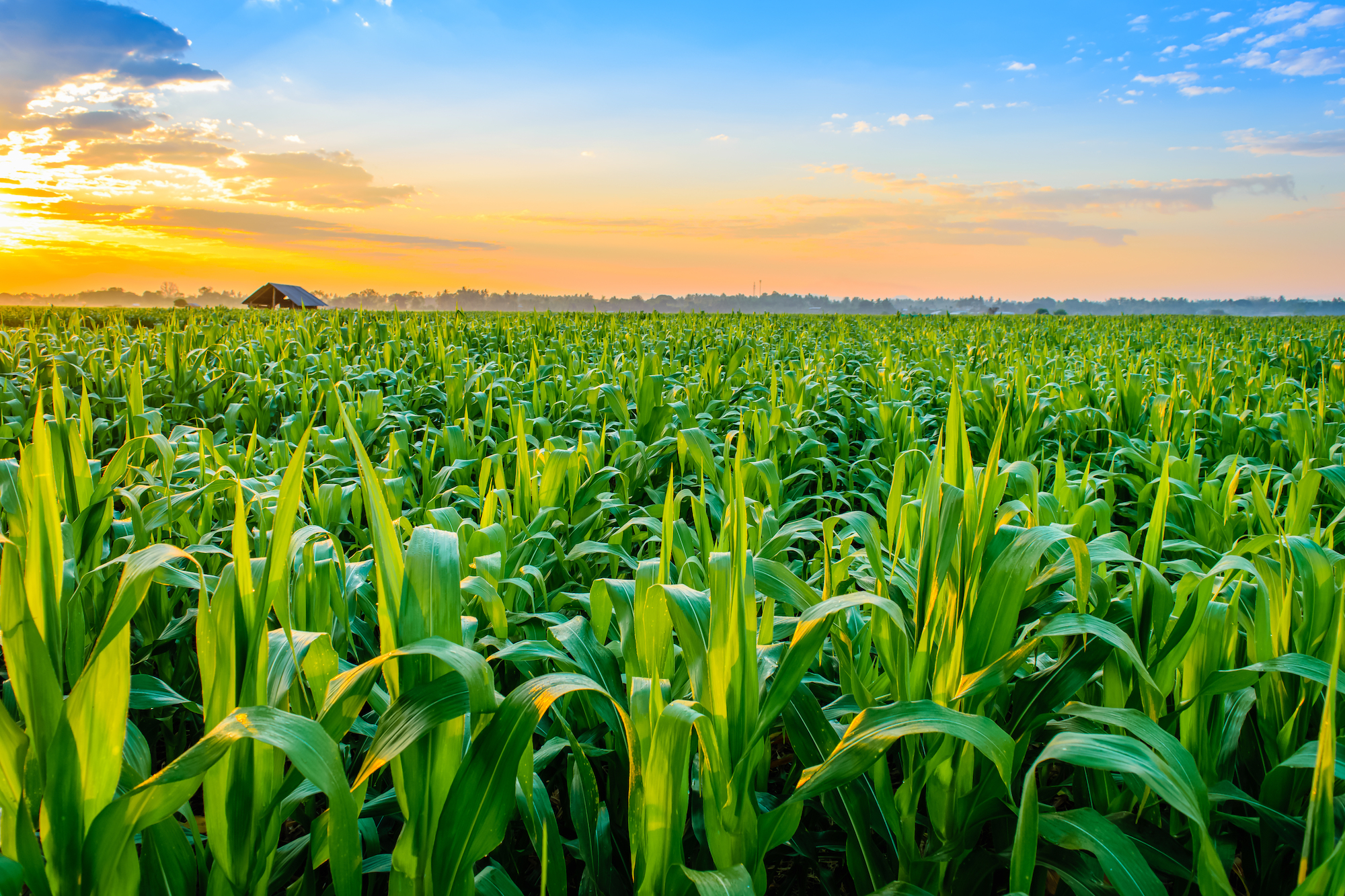 Crop Cultivation