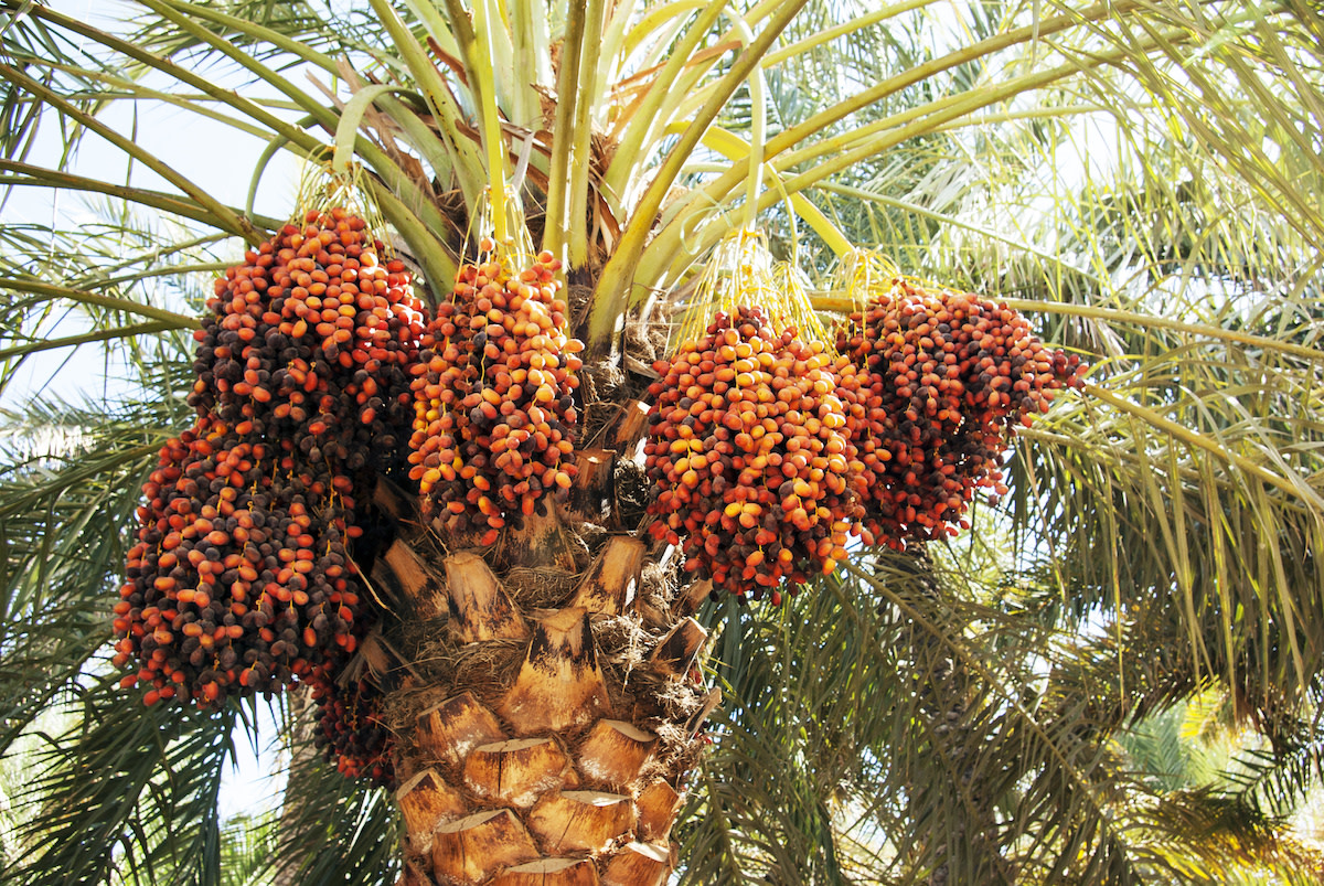 Date Palm Care